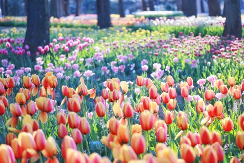 税金 還付金 支給日